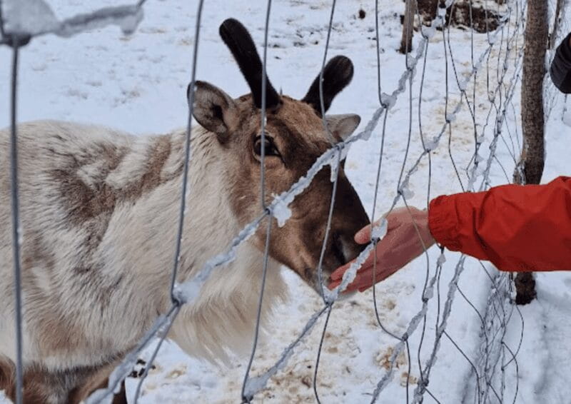 From Seyðisfjörður: Stuðlagil Canyon and Reindeer Park Tour - Exploring Iceland’s Hidden Gems: A Deep Dive into the Seyðisfjörður: Stuðlagil Canyon and Reindeer Park Tour