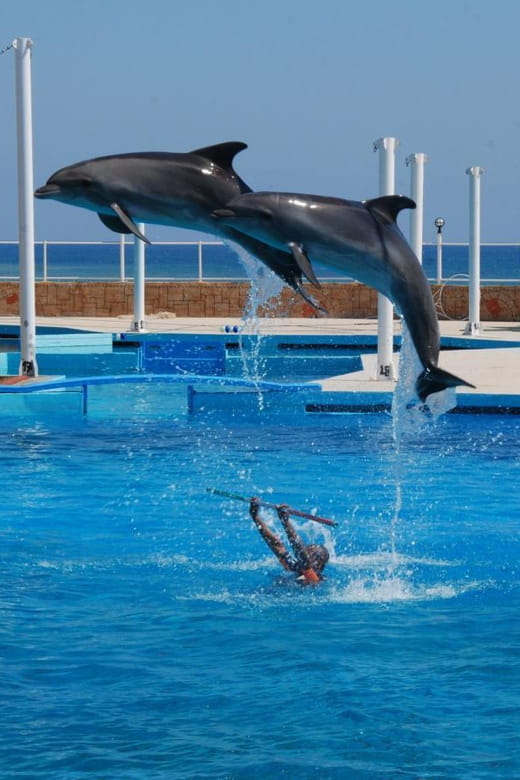 From Side Dolphin and Seal Show Ticket with Hotel Transfers - Introduction: A Fun-Filled Marine Adventure in Antalya