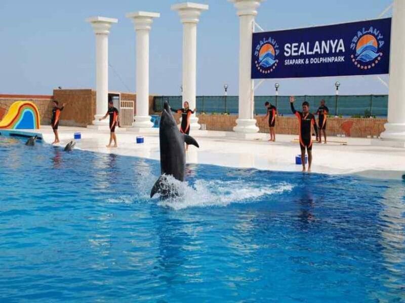 From Side Dolphin and Seal Show Ticket with Hotel Transfers - Final Words: A Fun, Educational Break for Animal Lovers