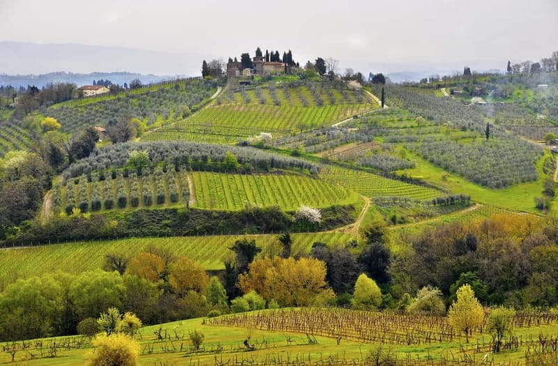 From Siena/Chianti: Dinner & Drinks in the Chianti Vineyards - Key Points / Takeaways