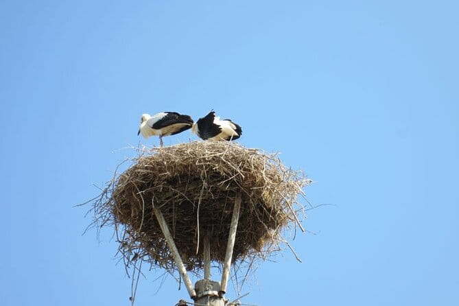 From Sofia: Serbia and Macedonia Trip - A Deep Dive into the Experience: From Sofia to Serbia and North Macedonia