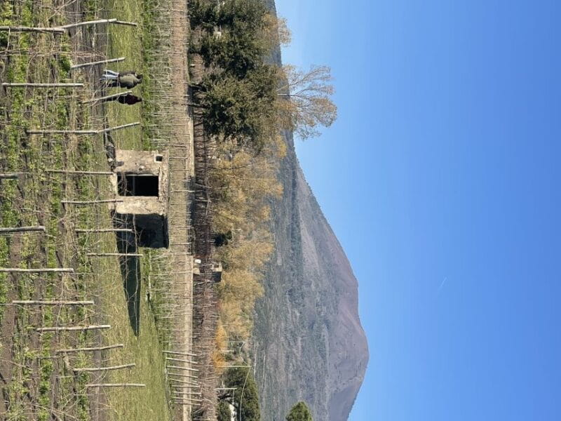 From Sorrento: Pompeii & Wine Tasting Private Tour by car - Price and Value Analysis