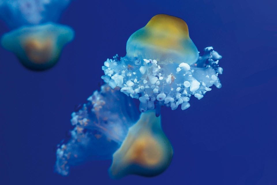 From South Tenerife: Loro Park Zoo Ticket & Hotel Transfers - Transportation and Pickup Details