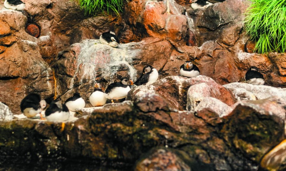 From South Tenerife: Loro Park Zoo Ticket & Hotel Transfers - Park Attractions and Shows