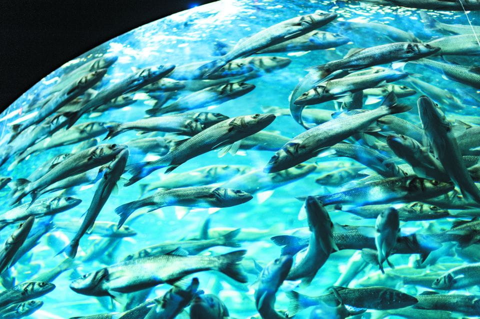 From South Tenerife: Loro Park Zoo Ticket & Hotel Transfers - Things To Know