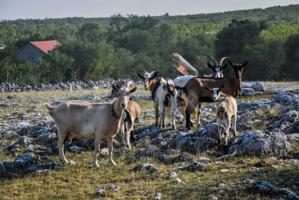 From Split: ATV Quad Mountain Tour With Picnic - Booking and Cancellation Policy