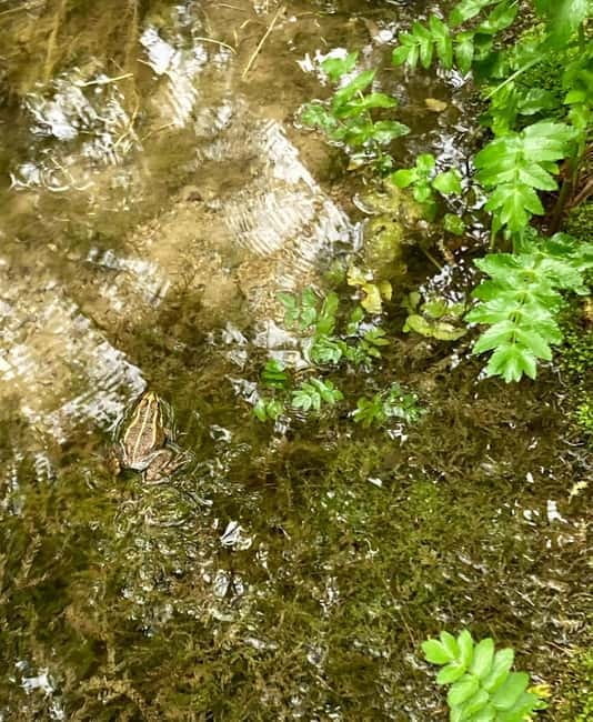 From Split: Krka Waterfalls Guided Tour & Ticket Discount - The Power and Serenity of Skradinski Buk