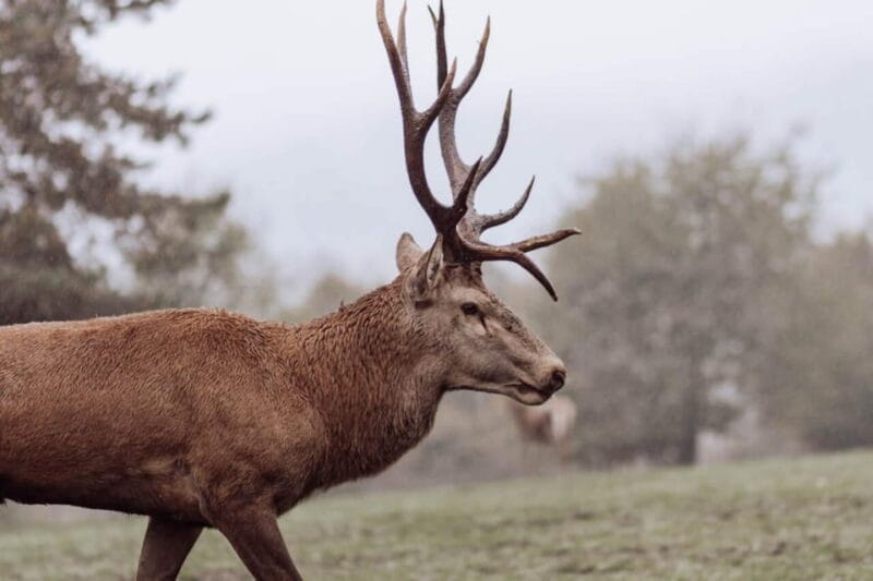 From Split: Magical Plitvice Lakes and Hidden Deer Ranch - Who This Tour Suits Best