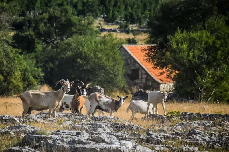 From Split: Private Guided ATV Tour with Lunch - Reaching the Summit: Breathtaking Mountain Views
