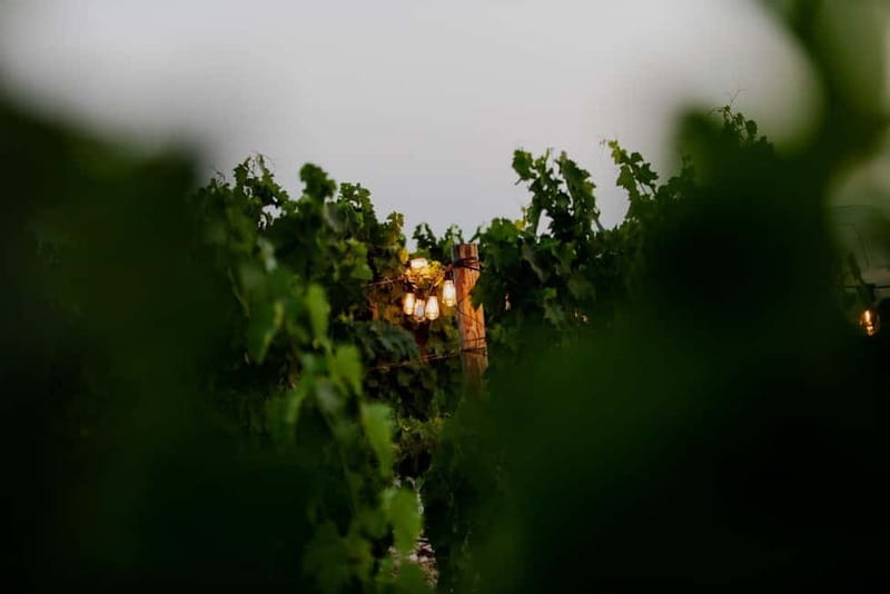 From Split: Vineyard Tour with Wine Tasting - Price and Value Analysis