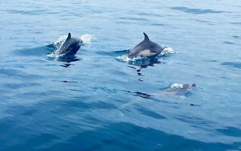 From Split:Private boat tour:Trogir, Blue Lagoon & Shipwreck - Relaxing Return Journey