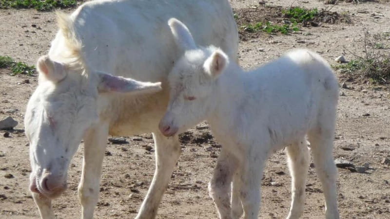From Stintino: Day trip by minibus in Asinara National Park - Exploring Asinara: A Day of History, Nature, and Relaxation