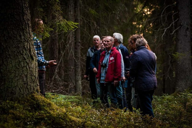 From Stockholm: Moose & Wildlife Safari with Campfire Dinner - The Evening Atmosphere: Cozy and Informative