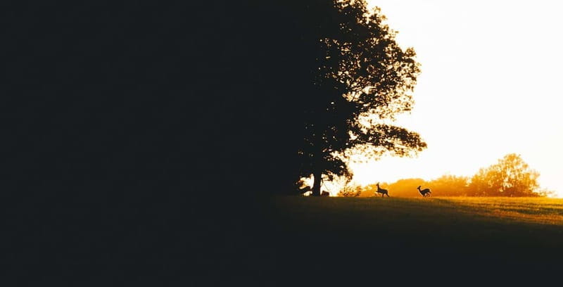 From Stockholm: Moose & Wildlife Safari with Campfire Dinner - Who Will Love This Tour?