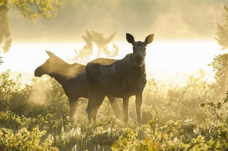 From Stockholm: Moose & Wildlife Safari with Campfire Dinner - Final Thoughts: Is It Worth It?