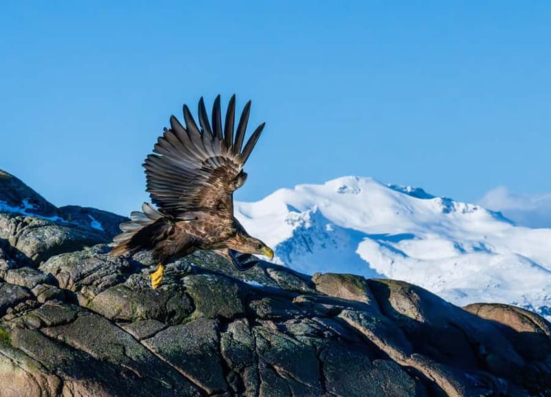 From Svolvær: Lofoten Trollfjord Cruise & Sea Eagle Safari - Exploring the Trollfjord Cruise & Sea Eagle Safari: What to Expect