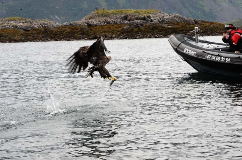 From Svolvær: RIB Boat Lofoten Trollfjord Sea Eagle Safari - Price and Logistics Considerations