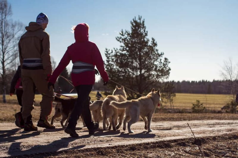 From Tallinn: Husky Park Tour with Cani-Cross Hike - Exploring the Sled-Dog Park Experience