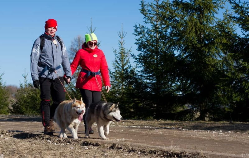From Tallinn: Husky Park Tour with Cani-Cross Hike - Who Will Love This Experience?