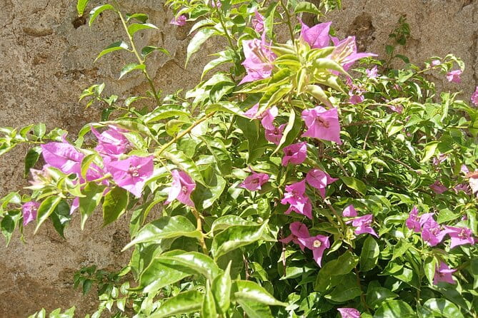 From Taormina Godfather Private Tour Forza D'Agrò and Savoca - Key points / Takeaways