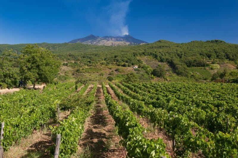 From Taormina: Private 3 Etna Wineries with Food & Wine - Authentic, Engaging, and Well-Managed