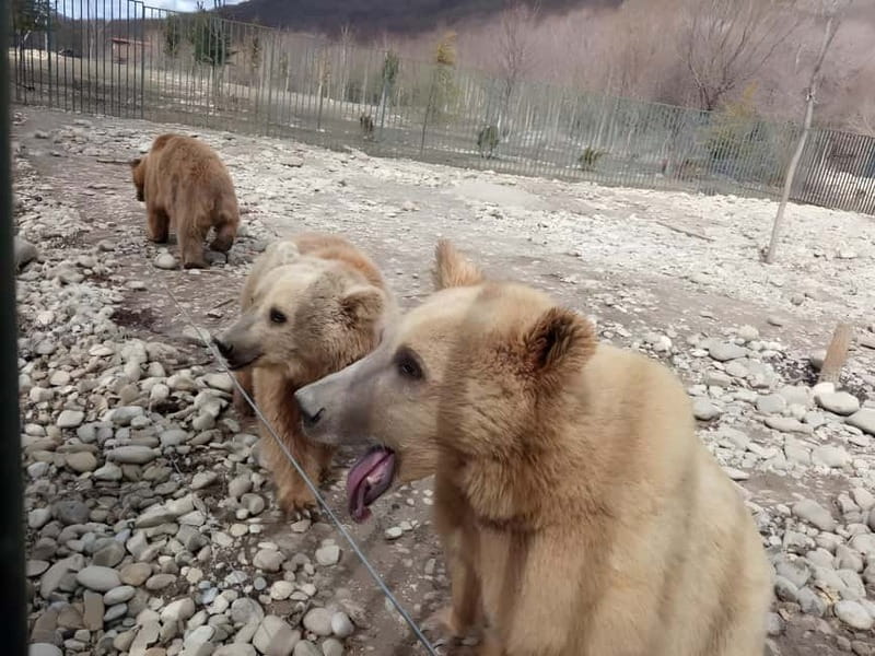 From Tbilisi: Sabaduri, Bears, Jvari & Chronicle of Georgia - Sabaduri Forest and the Wildlife Sanctuary: A Fairy Tale Come to Life
