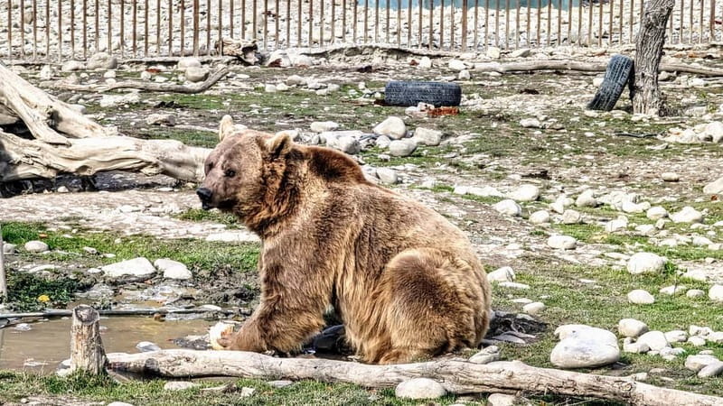 From Tbilisi: Sabaduri, Bears, Jvari & Chronicle of Georgia - Jvari Monastery: A UNESCO Gem Overlooking the Rivers