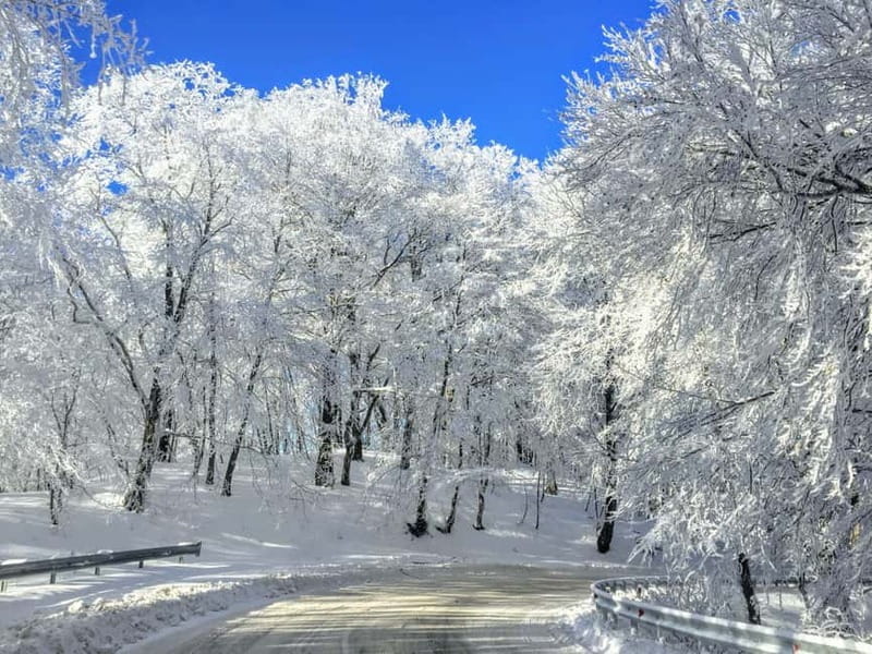 From Tbilisi: Sabaduri, Bears, Jvari & Chronicle of Georgia - Practicalities: What to Know Before Booking