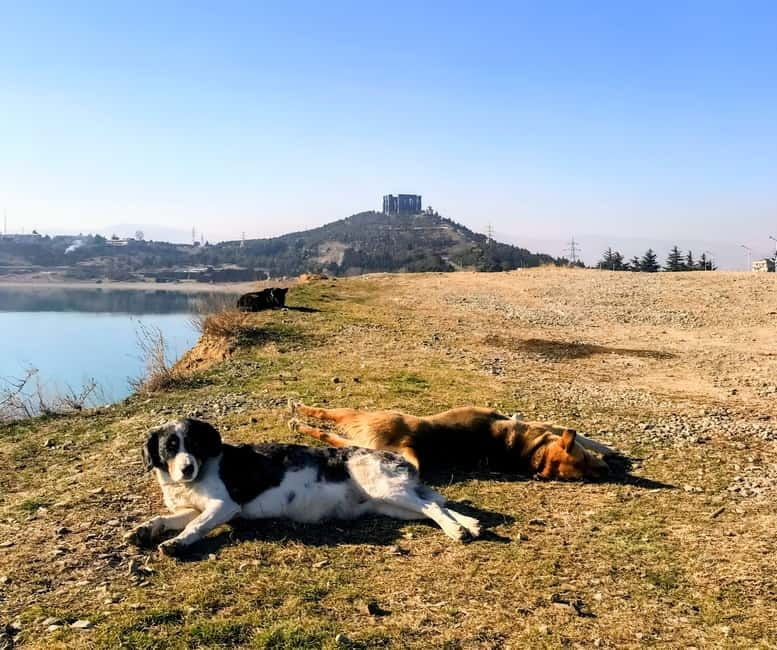 From Tbilisi: Sabaduri, Bears, Jvari & Chronicle of Georgia - Price and Logistics: Worth the Investment