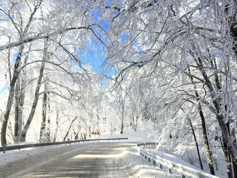 From Tbilisi: Sabaduri, Bears, Jvari & Chronicle of Georgia - FAQ
