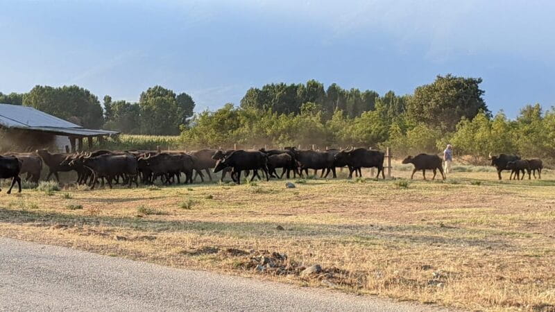 From Thessaloniki: Lake Kerkini, Boat Ride & Winery Day Tour - Key Points / Takeaways