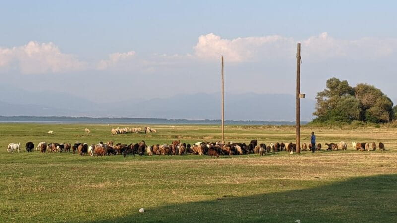 From Thessaloniki: Lake Kerkini, Boat Ride & Winery Day Tour - The Scenic Drive & Itinerary Breakdown