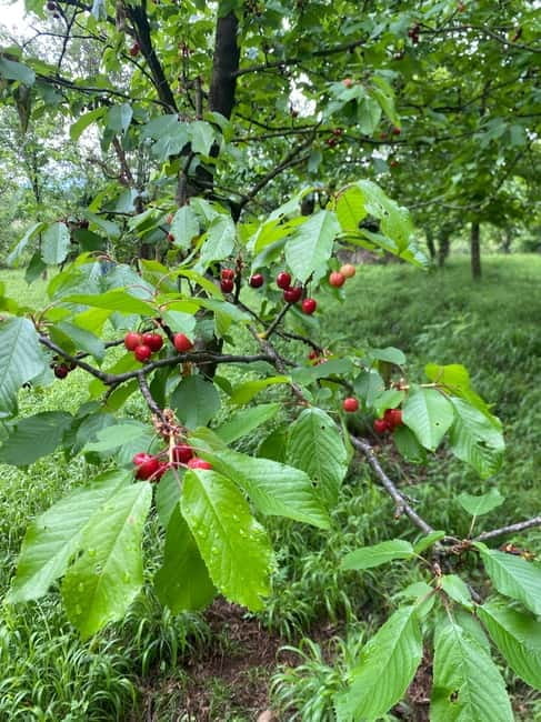 From Tirana/Durres: THINK GLOBAL, ACT AS A LOCAL - From Tirana/Durres: THINK GLOBAL, ACT AS A LOCAL