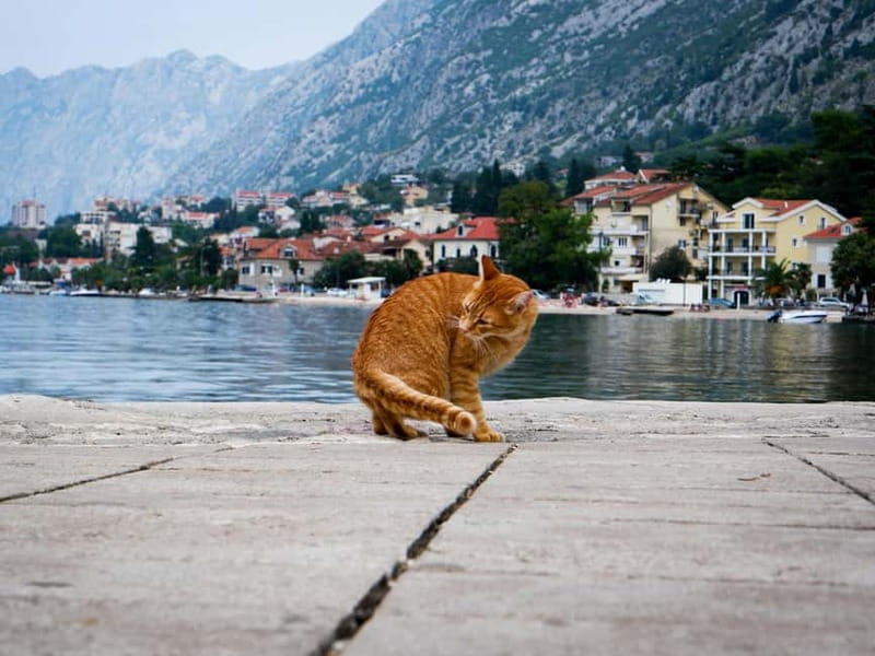 From Tirana: Privat Day Trip to Budva & Kotor in Montenegro - FAQ