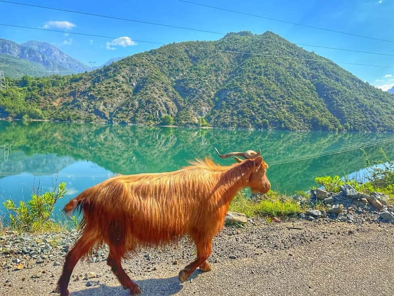 From Tirana/Shkodra: Komani Lake and Shala River Day Trip - The Complete Guide to an Albanian Mountain Escape