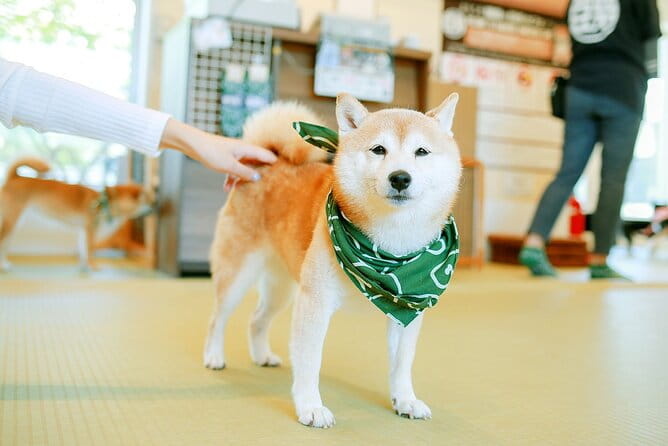 From Tokyo Kamakura, Hachimangu Shrine and Enoshima Full Day Tour - Navigating Traffic and Timing