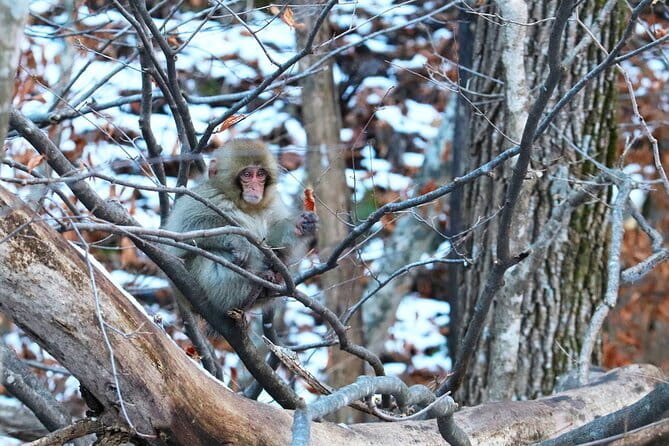 From Tokyo: Nagano Snow Monkey Park Private Tour - Pickup and Meeting Details
