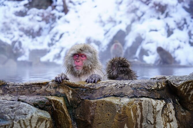 From Tokyo: Nagano Snow Monkey Park Private Tour - Accessibility and Participation