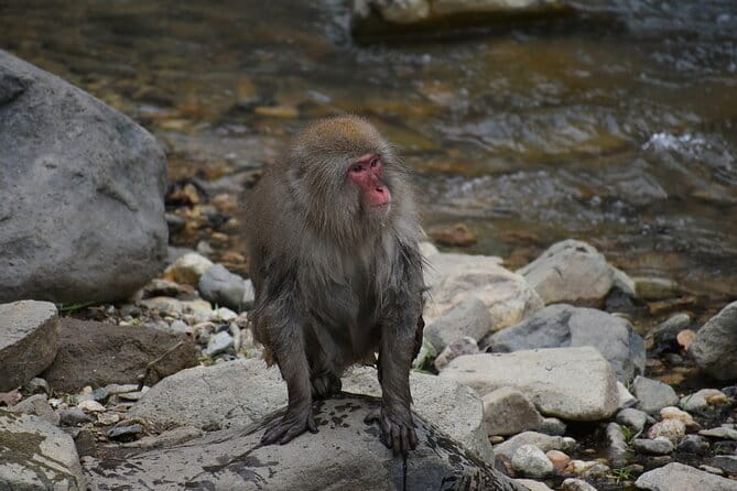 From Tokyo: Nagano Snow Monkey Park Private Tour - Seasonal Considerations for Visiting the Monkeys