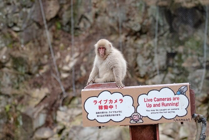 From Tokyo: Nagano Snow Monkey Park Private Tour - Exploring the Historic Zenkoji Temple