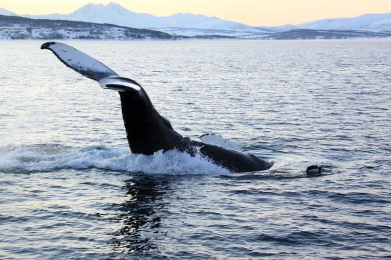 From Tromsø: All-Inclusive Whale & Orca Safari - Key Points / Takeaways