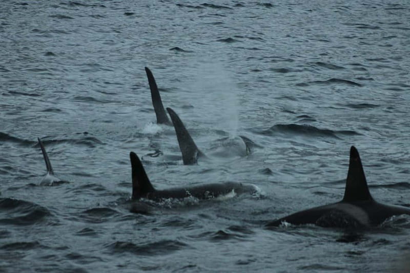 From Tromsø: All-Inclusive Whale & Orca Safari - Entering the Prime Whale-Watching Zone