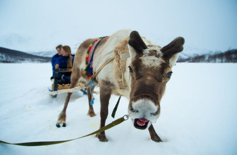 From Tromsø: Daytime Reindeer Sledding at Camp Tamok - Key points / Takeaways