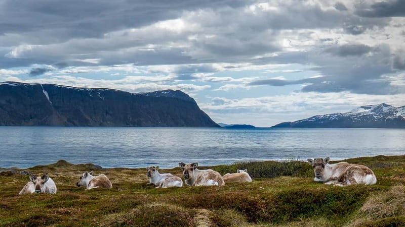 From Tromsø: Experience Vannøya Island Wild, Remote & Real - Price and Logistics