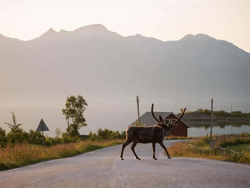 From Tromsø: Fjord Tour and Visit to Sommarøy in French - Key Points / Takeaways