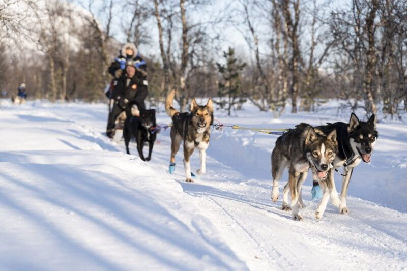 From Tromsø: Fun and Easy Dog Sledding Adventure - Key Points / Takeaways