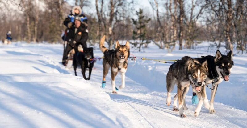 From Tromsø: Fun and Easy Dog Sledding Adventure - Safety and Preparation: Getting Ready for Sledding