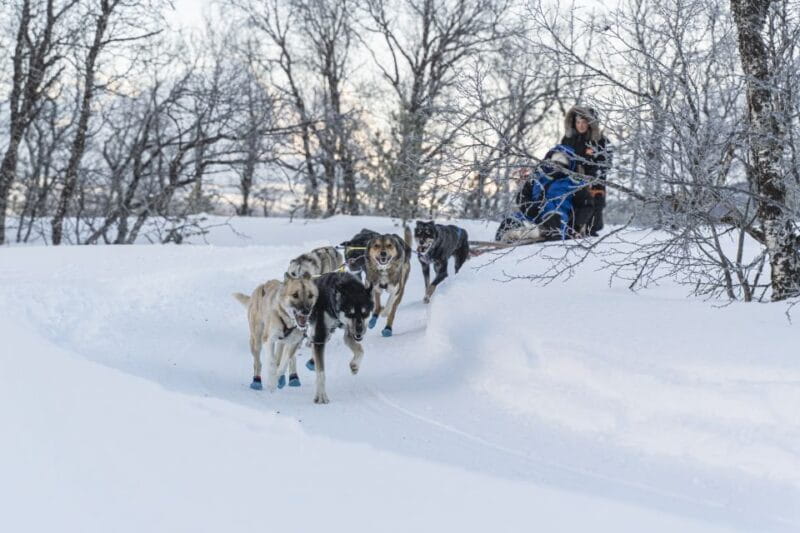 From Tromsø: Fun and Easy Dog Sledding Adventure - Logistics and Practicalities: What You Should Know