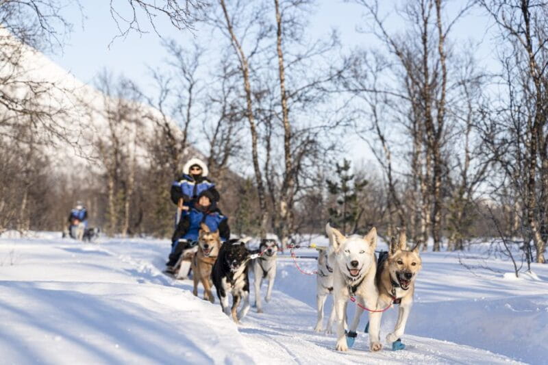 From Tromsø: Fun and Easy Dog Sledding Adventure - Final Thoughts: Who Will Benefit Most?
