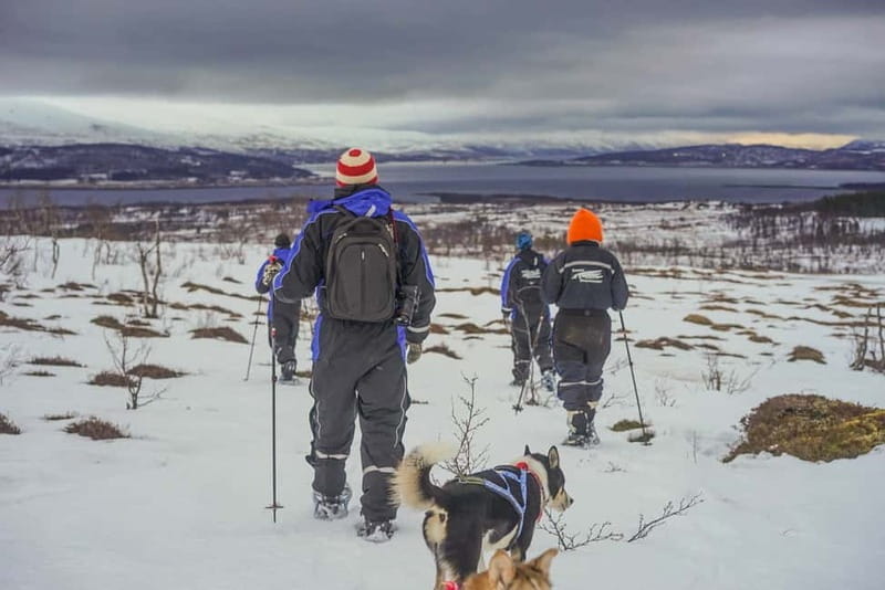 From Tromsø: Guided Husky Snowshoe Hike and Husky Camp Visit - Final Thoughts: Who Should Book This?